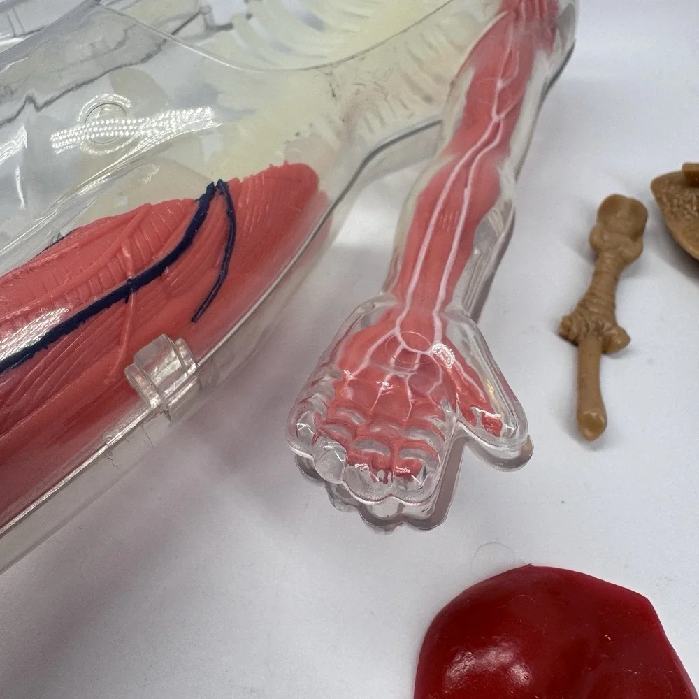 Human Anatomy Body Model‎ Figure w Removable Organs Educational READ